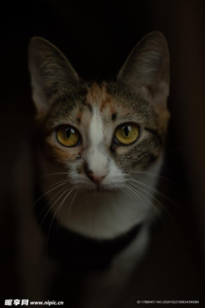 猫