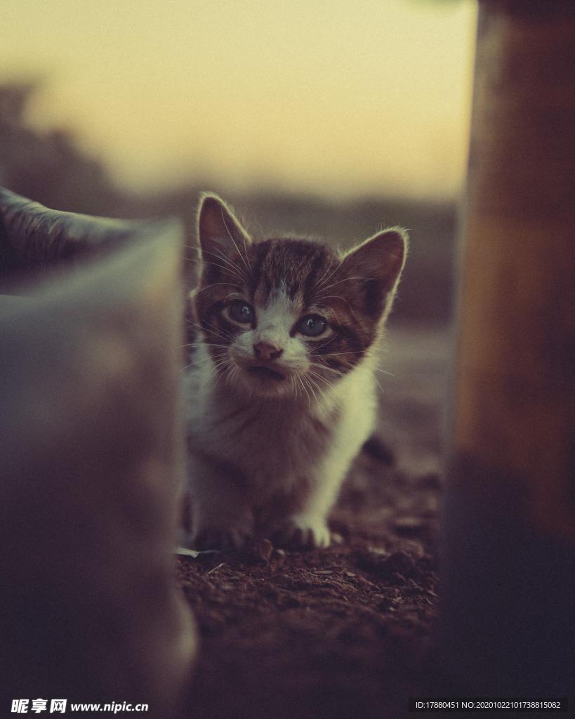 猫