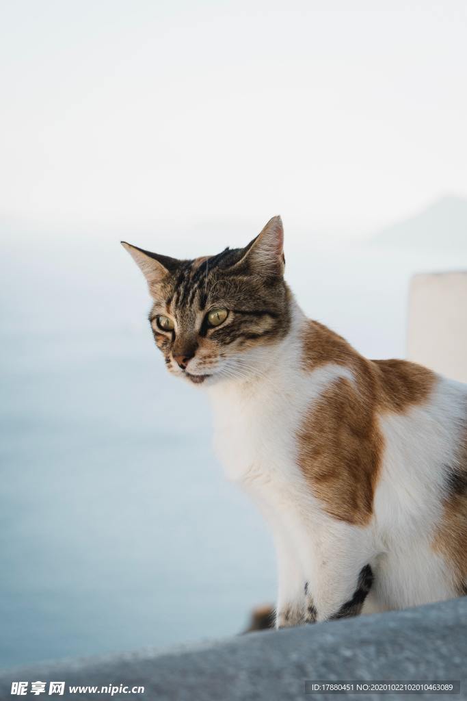 猫