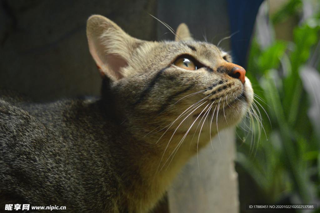 猫