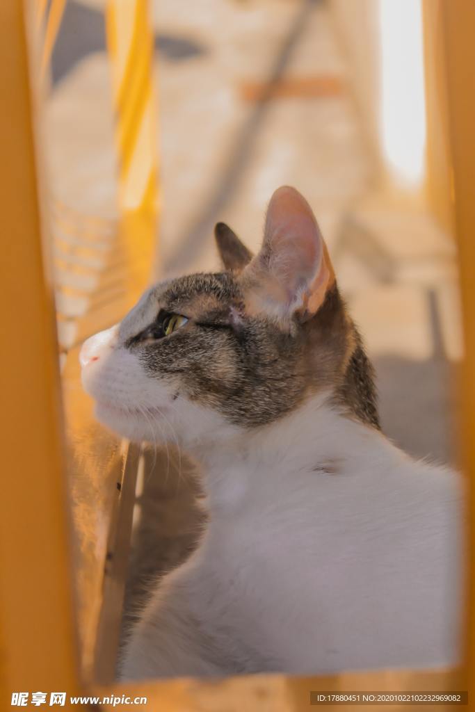 猫