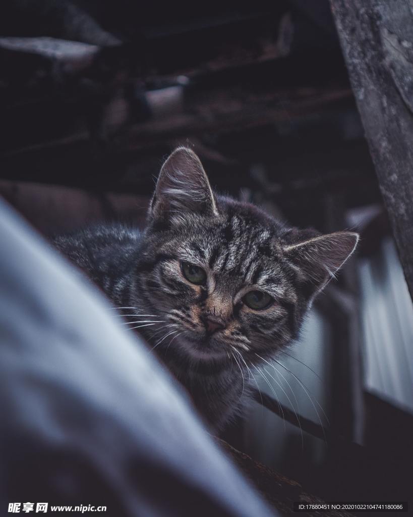 猫