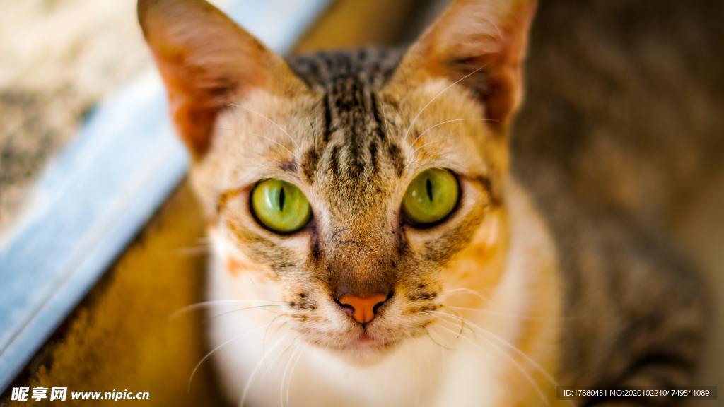 猫