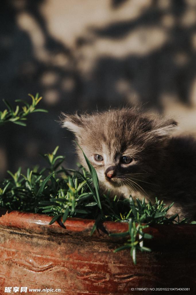 猫
