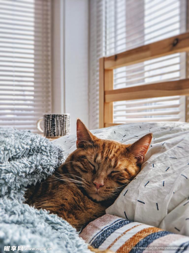 猫