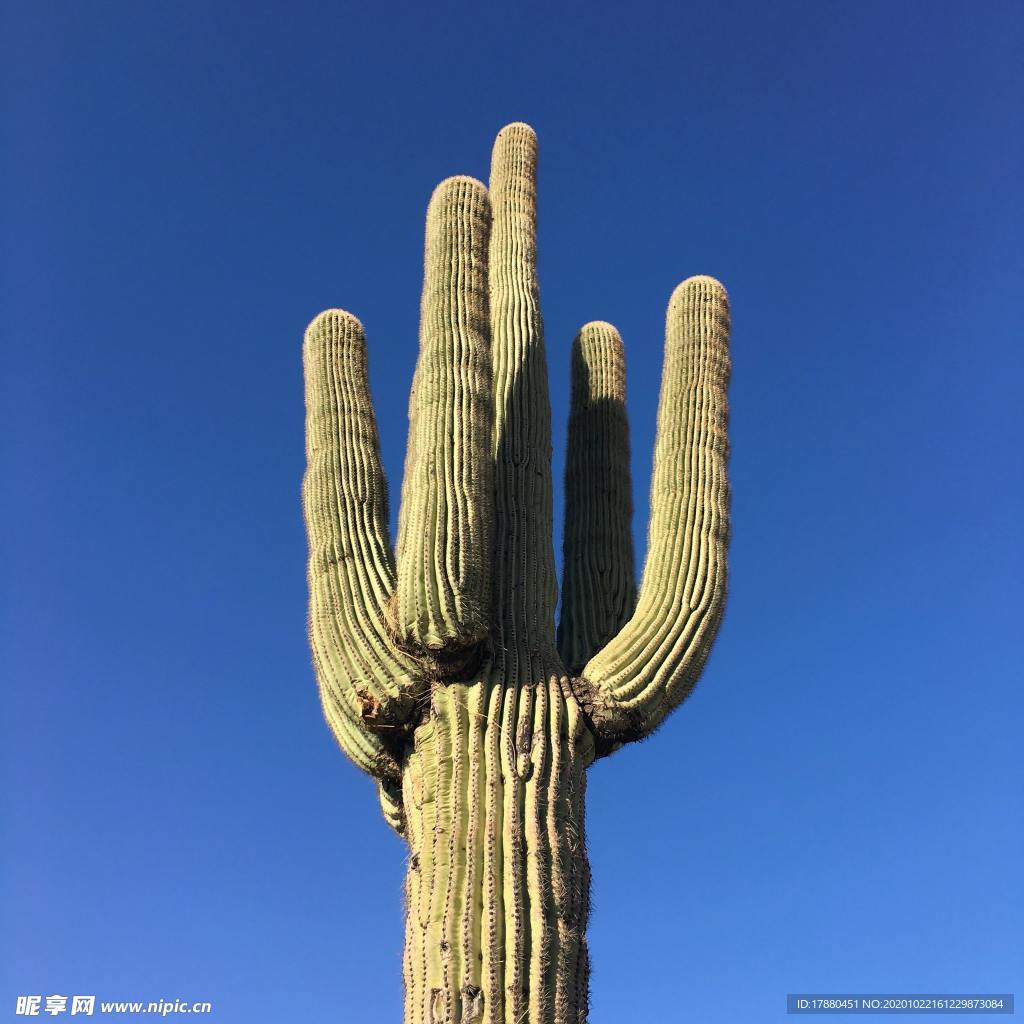 仙人掌