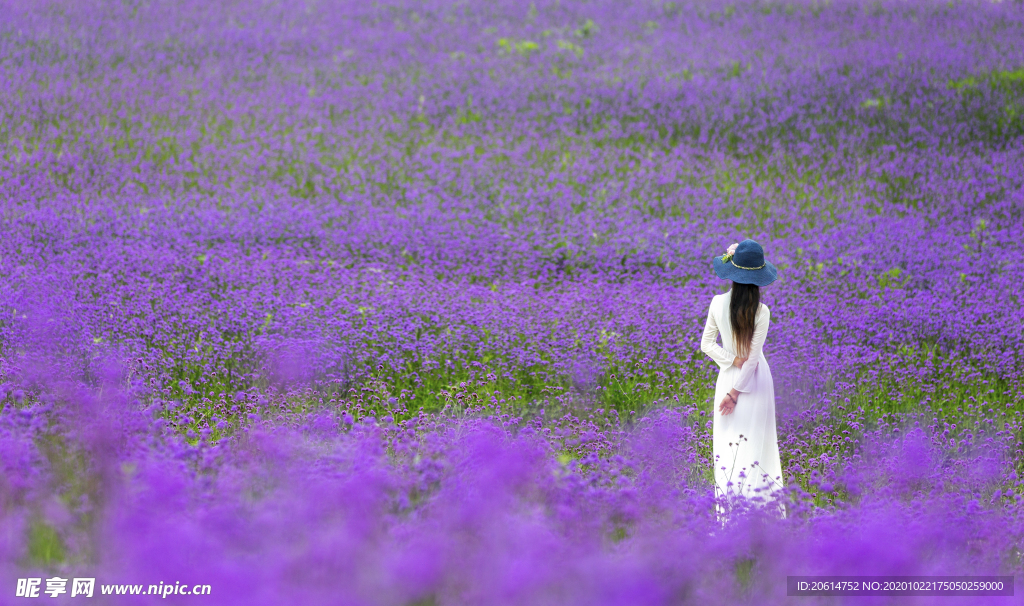 花海薰衣草
