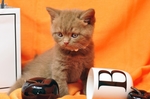 家猫