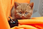 家猫