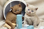 家猫