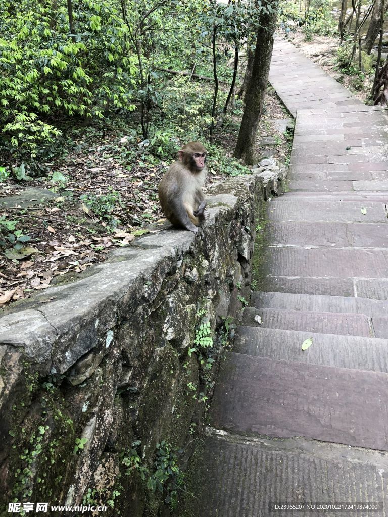 猴子风景