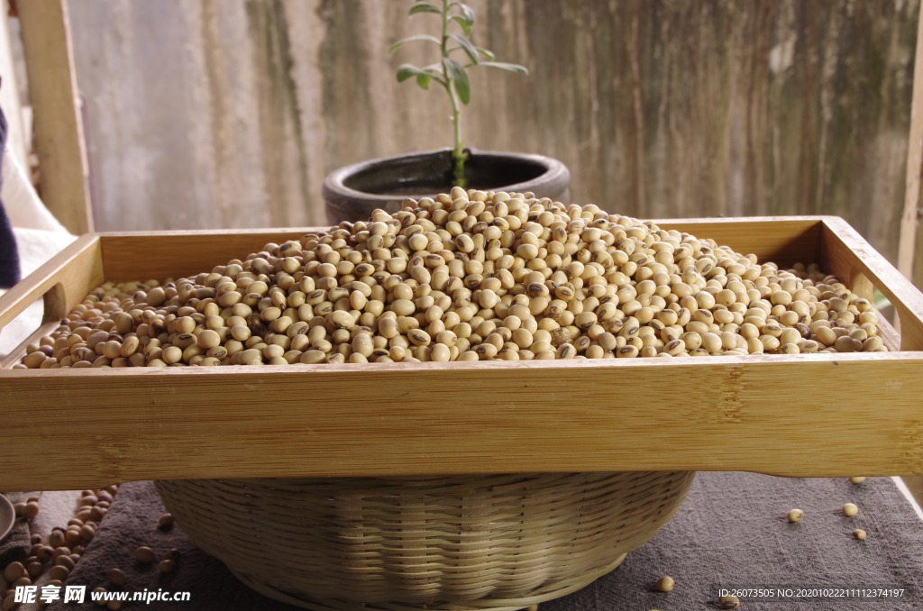 大豆 黄豆 黄豆芽