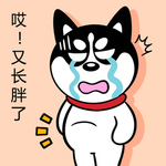 哈小齐减肥