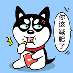 哈小齐减肥