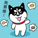 哈小齐减肥