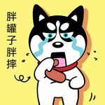 哈小齐减肥