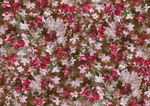 叶子小花 碎花