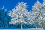 冬季雪景