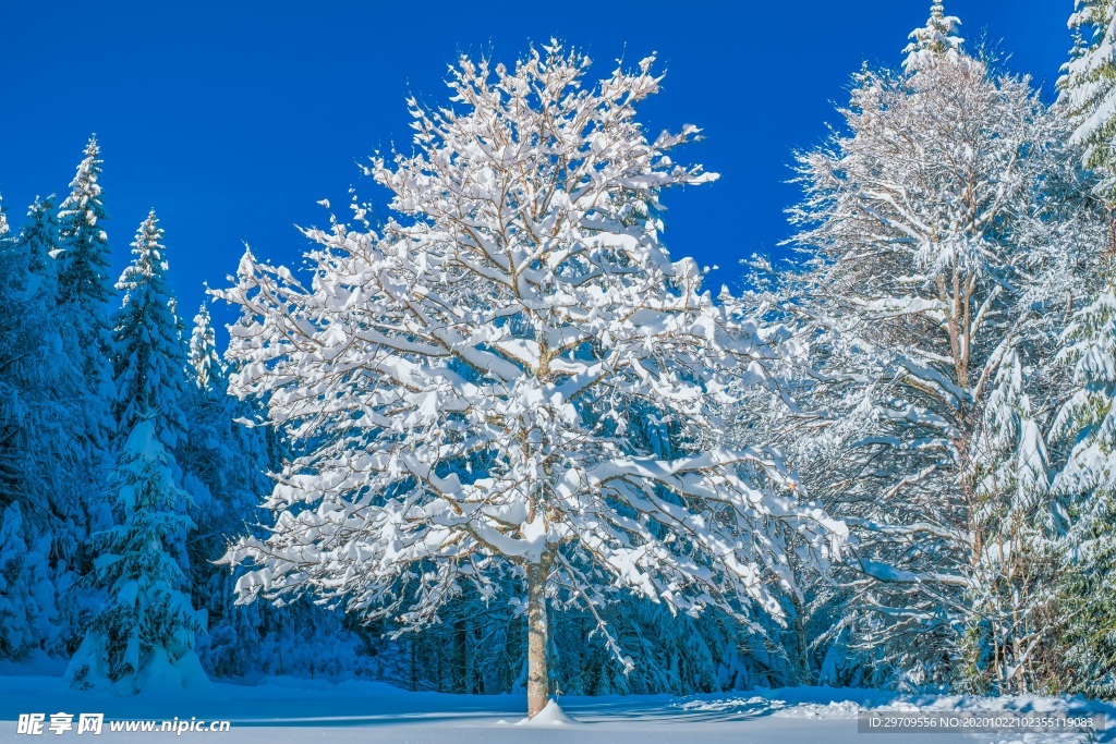 冬季雪景