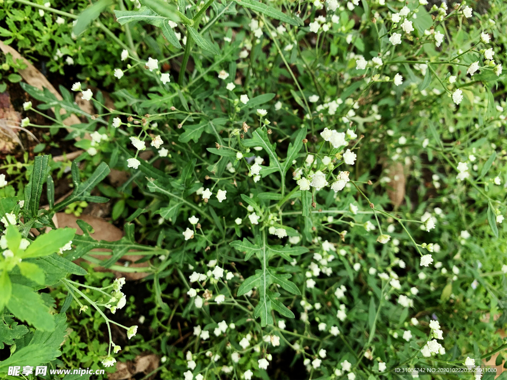 银胶菊