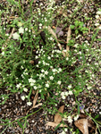 银胶菊