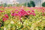 杜鹃花
