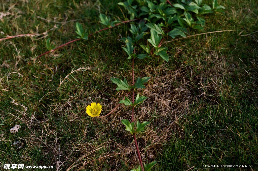 小野菊