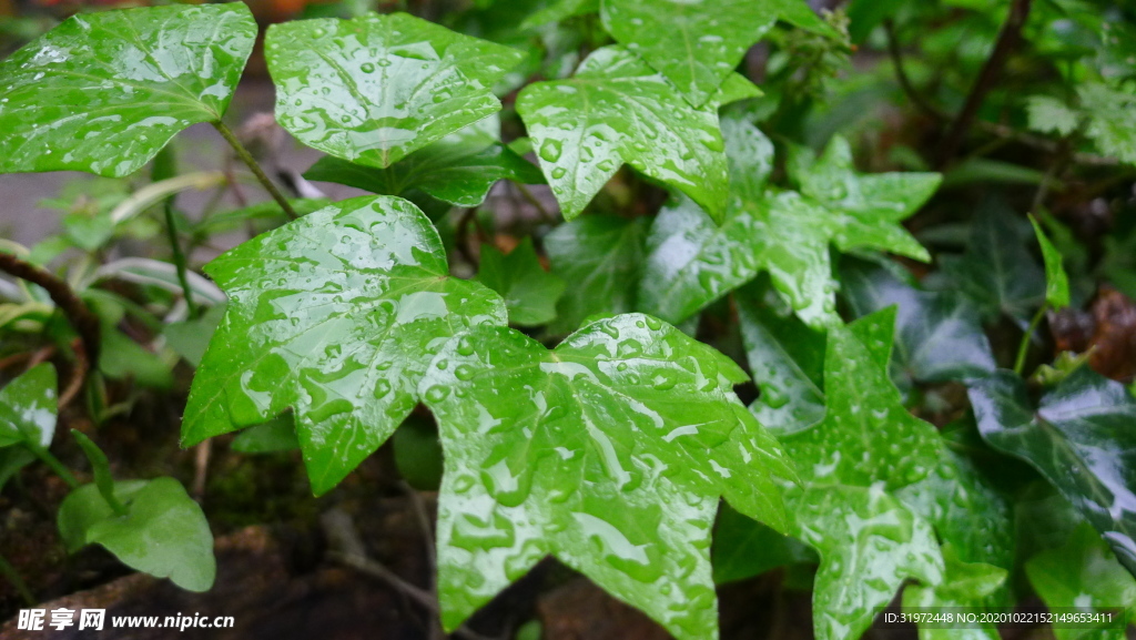 雨后叶子