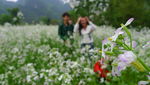 油菜花