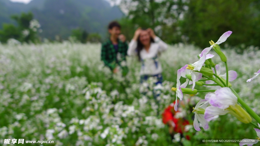 油菜花