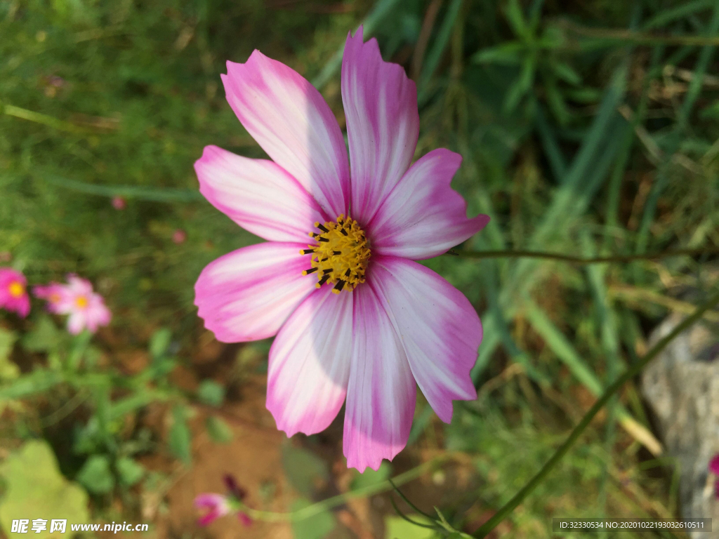 格桑花