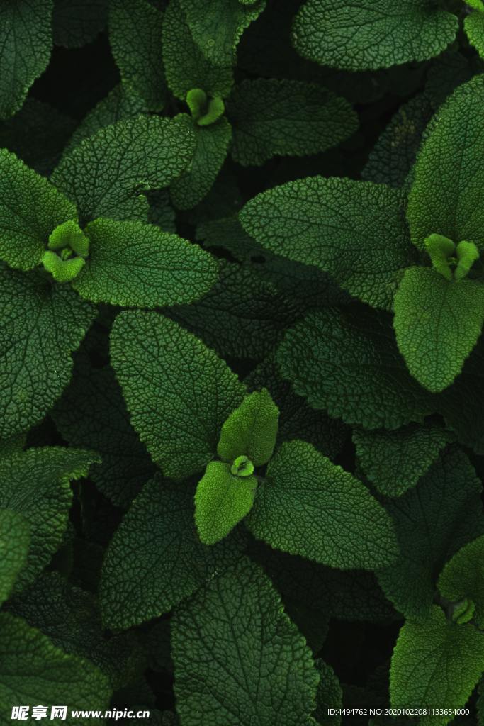 薄荷