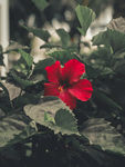 芙蓉花