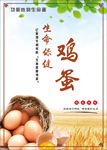 鸡蛋 鸡蛋海报 食品类