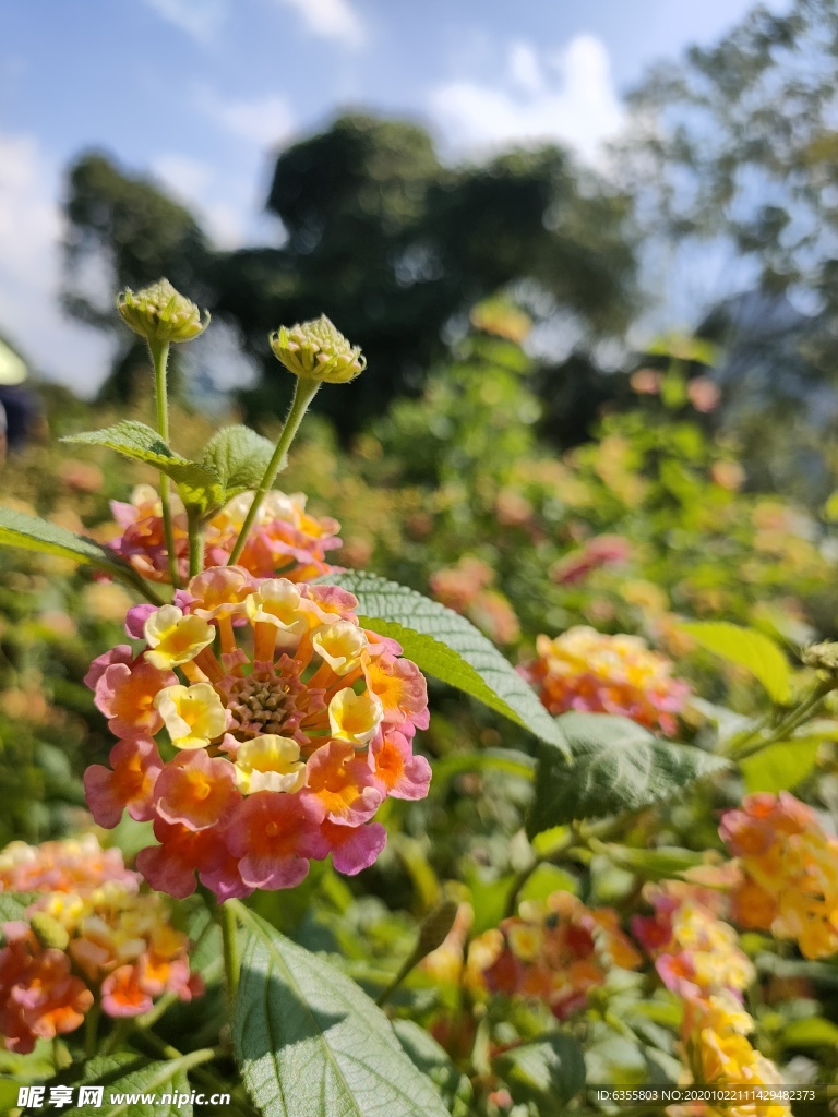 花儿