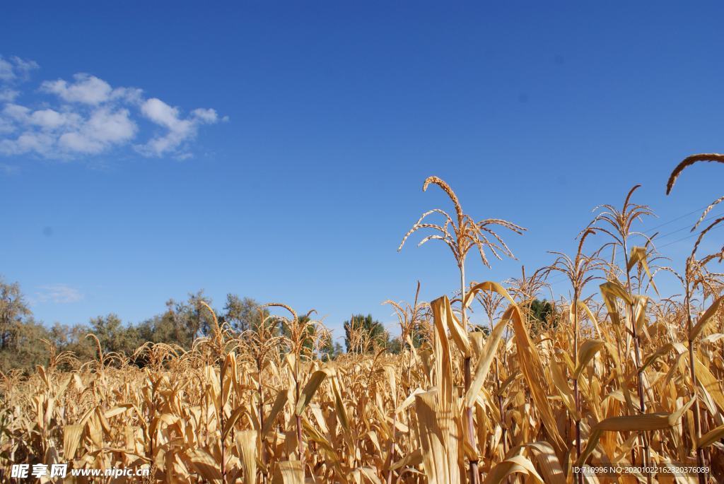 阿拉善秋天的玉米地