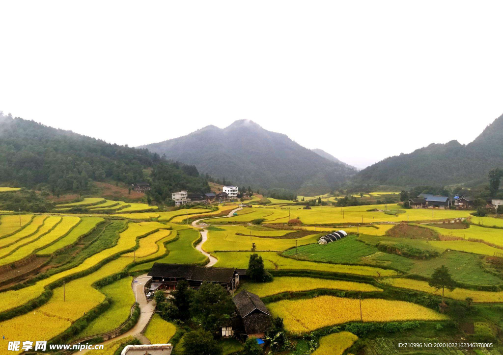 贵州水稻梯田