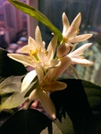 柠檬树开花