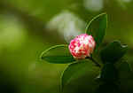 山茶开花