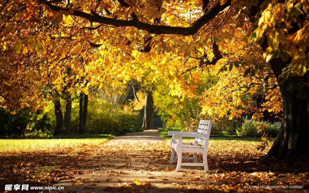 秋天公园树下的长椅