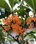 桂花