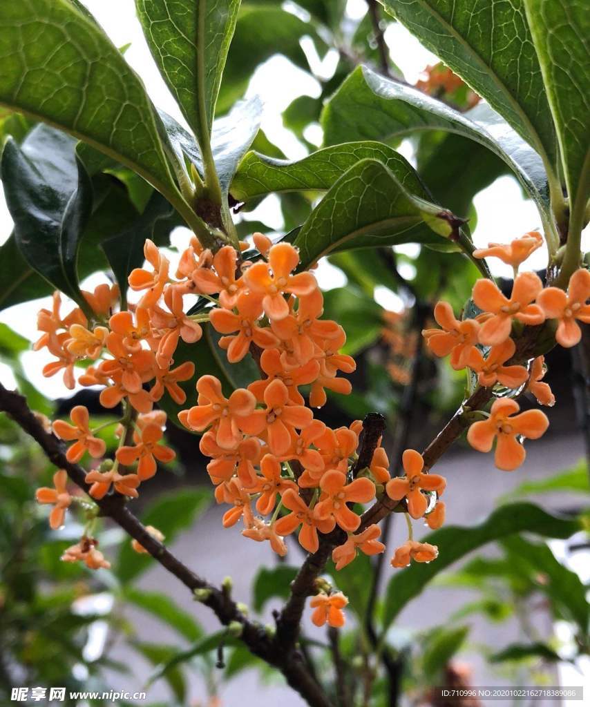 桂花