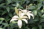 百合花
