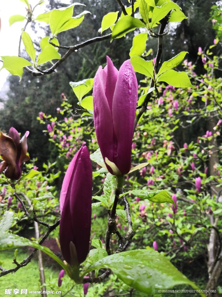 雨后玉兰花