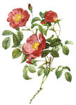 手绘玫瑰花朵png素材