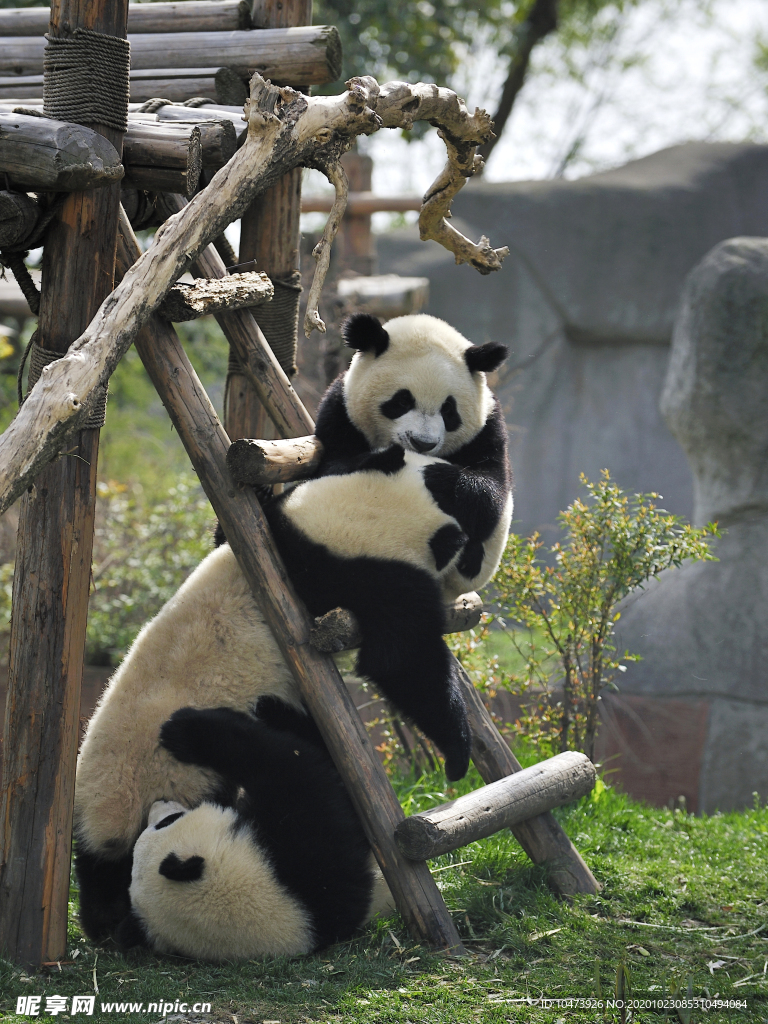 可爱的大熊猫摄影图片