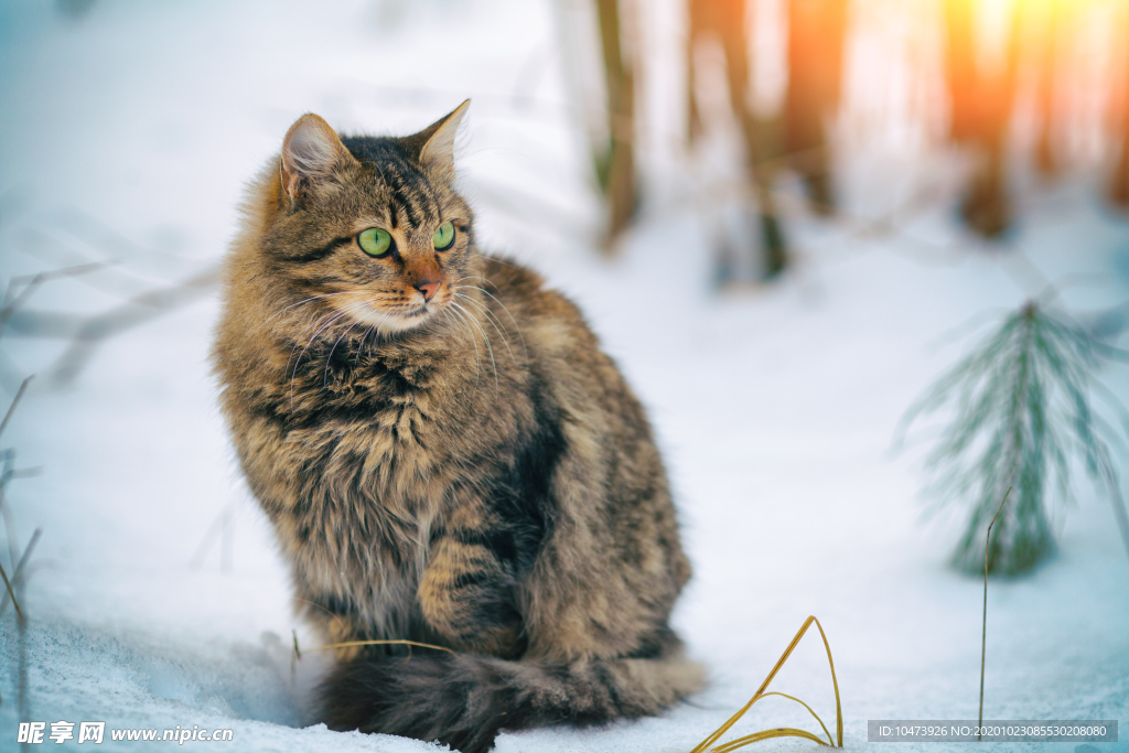 雪地里的小猫咪图片
