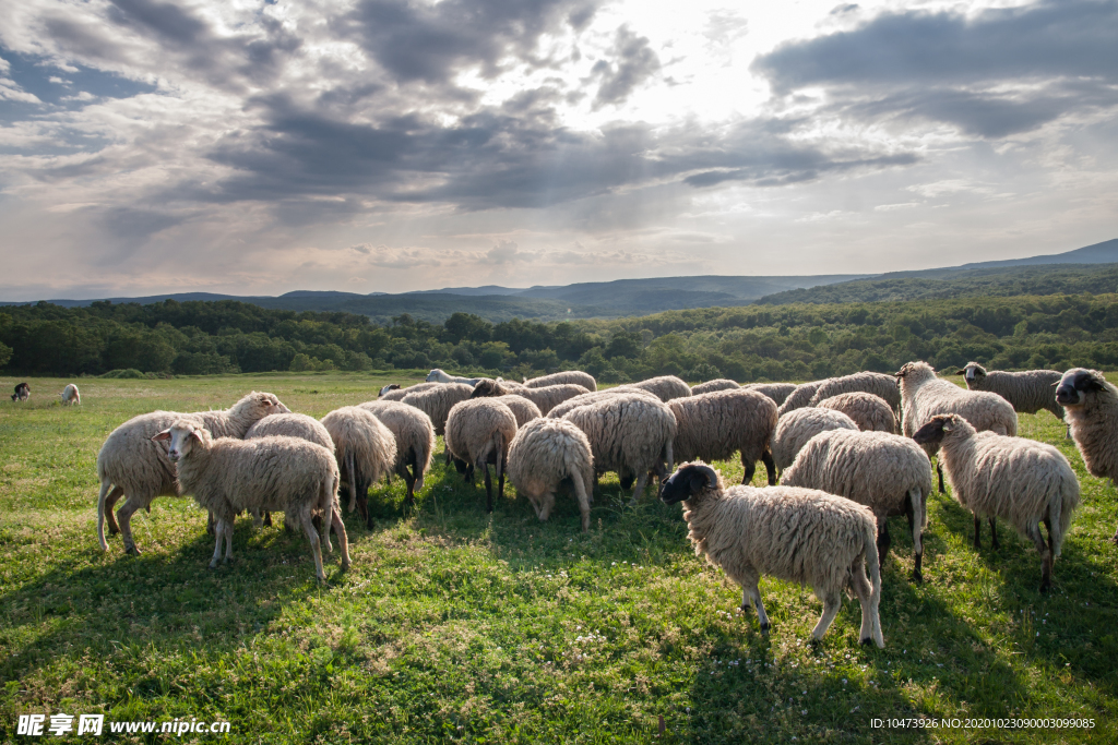 草地上的一群绵羊