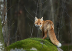 树林中的狐狸图片