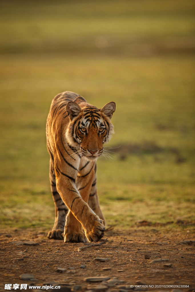 散步中的大老虎图片
